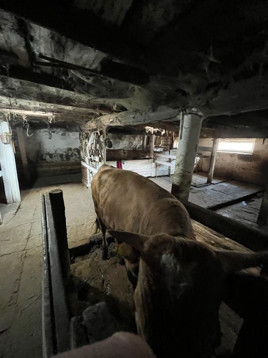 КРС на мясо на откорме