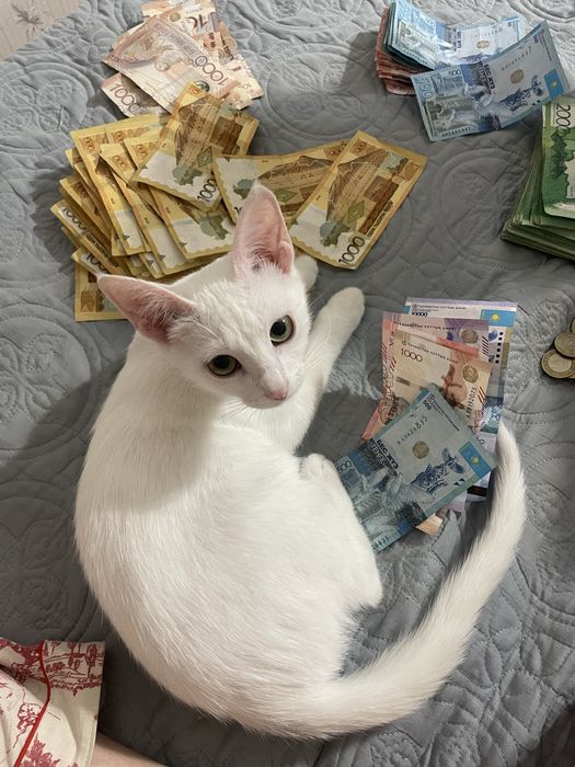 Отдам даром турецкая ангора