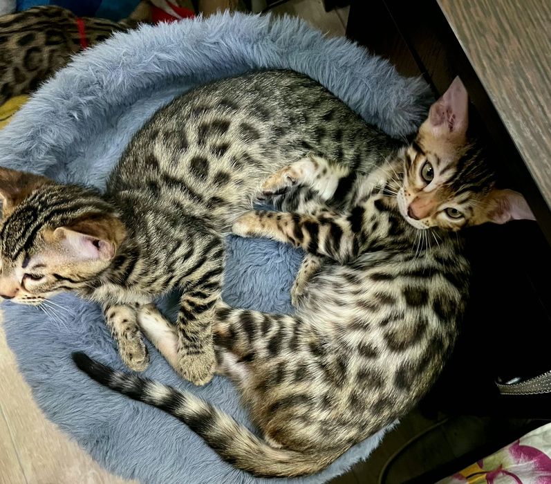 Бенгальские котята
