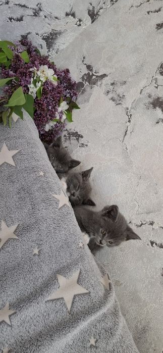 Британские котята
