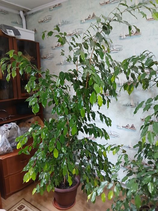 Продам фикус бенжомина
