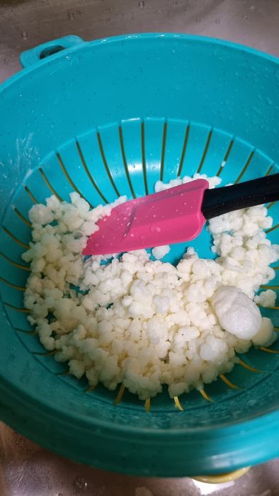 Donez  Ciuperca de Kefir  50_70 gr.