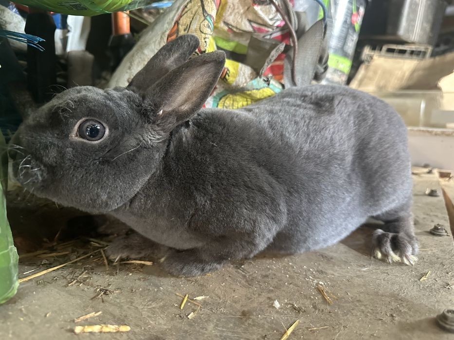 Vand sau schimb iepuri cap de leu si rex pitic