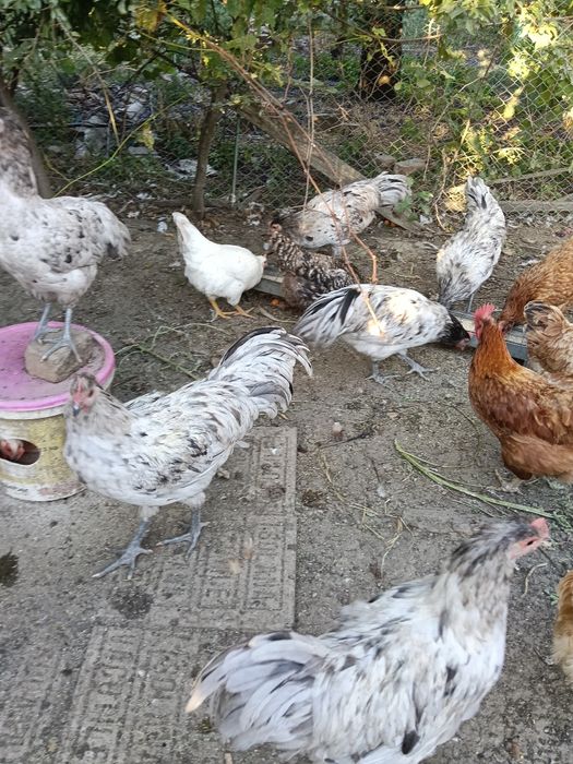 Vând cocoși australorp splash