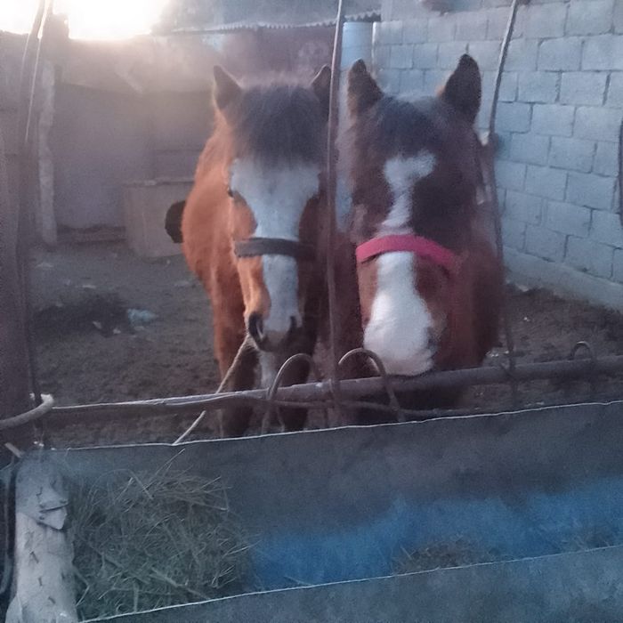 Екі жуас еркек тай. Бұзаулы сиырга айырбастаймын.