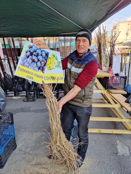 Pomi fructiferi; Arbuști fructiferi și ornamentali.