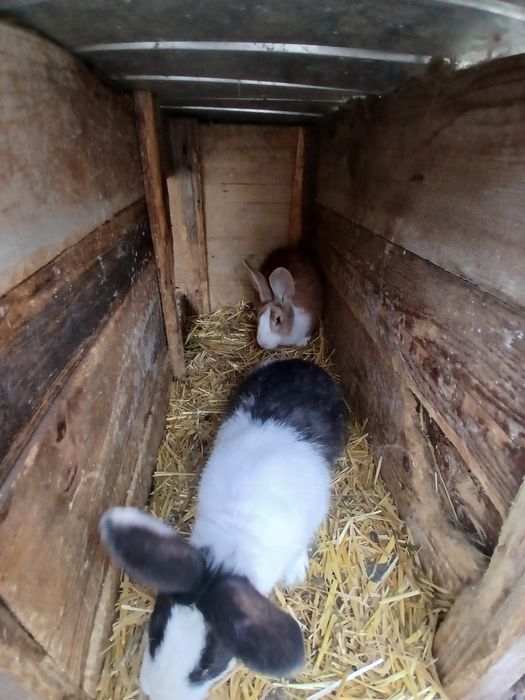 De vânzare hycole francez