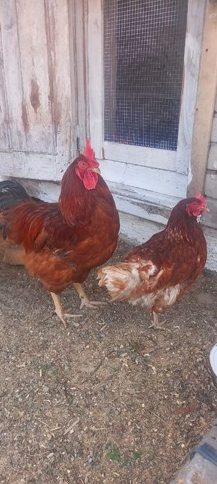 Продам курей в количестве 5 штук