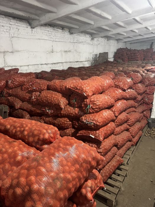 Картофель семенной .