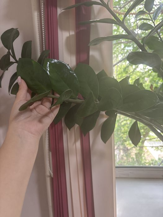Продам замиокулькас или евро дерево