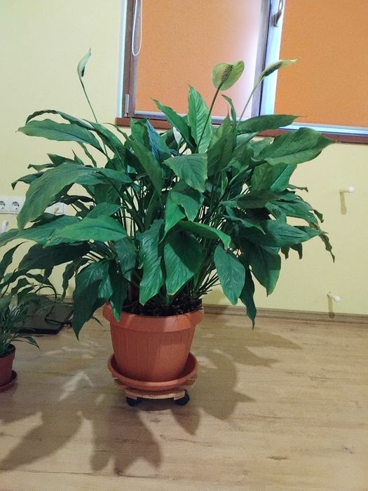 Planta ornamentala de camera Crinul pacii