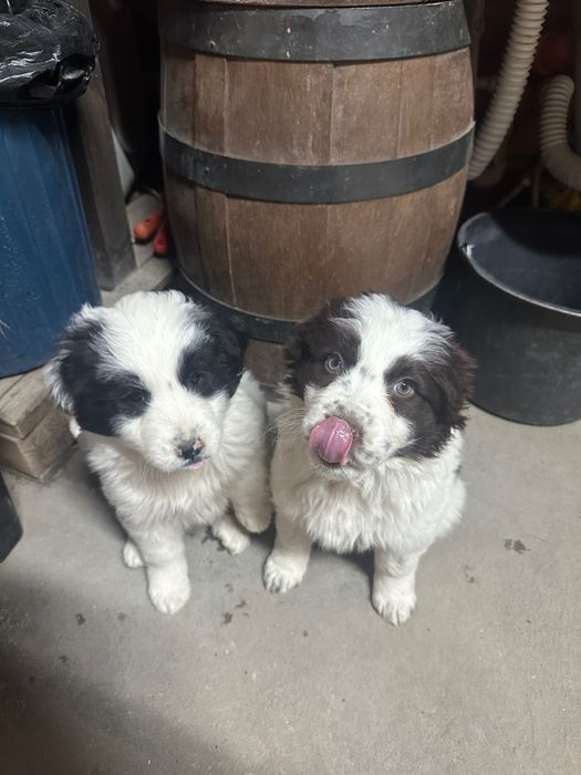 Каракачанка мъжко/женско