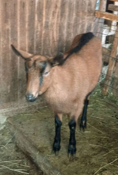 Iada alpina franceza