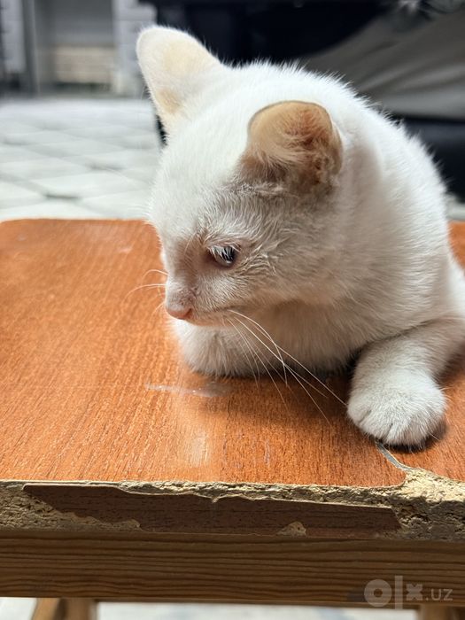 Mushu tekinga bervoramz hamma narsasi blan