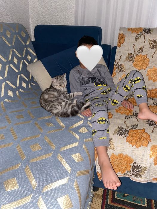 Кошка котенок мальчик