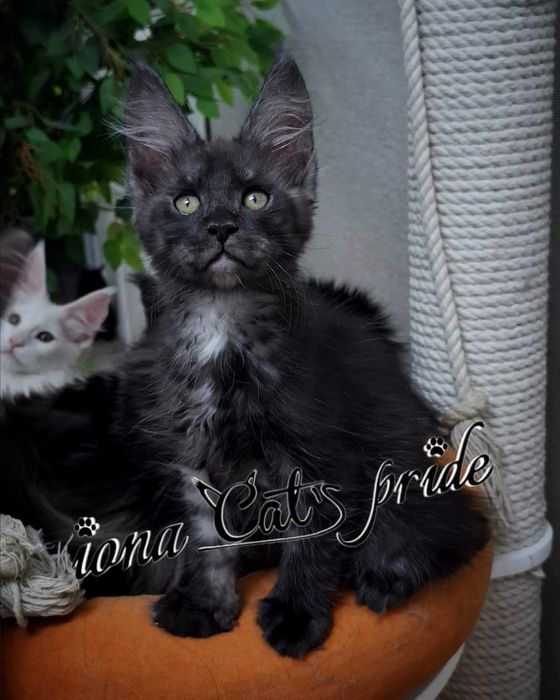 Котята мейн-куны продаются