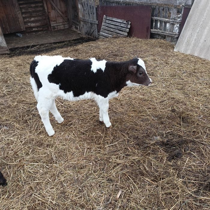 Продам телят, две телочки, договоримся