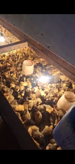 Продам утят голубой фаварит