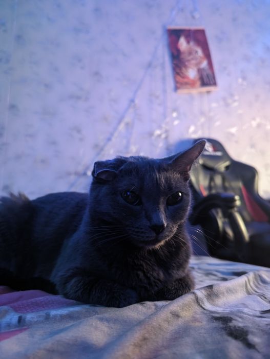 Отдам кошек бесплатно