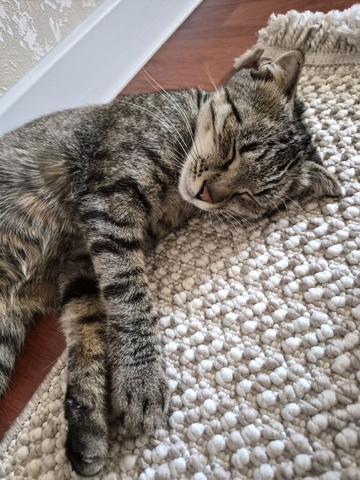 Котенок ищет дом