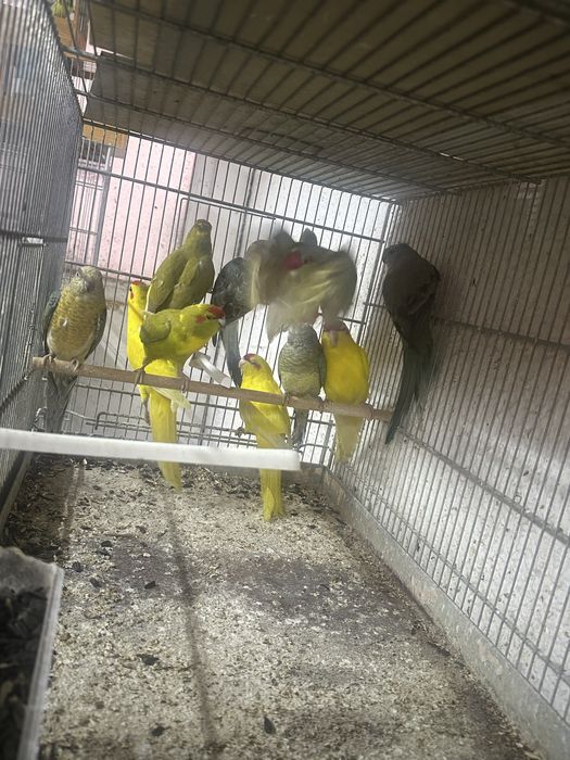 Kakariki si cantatori