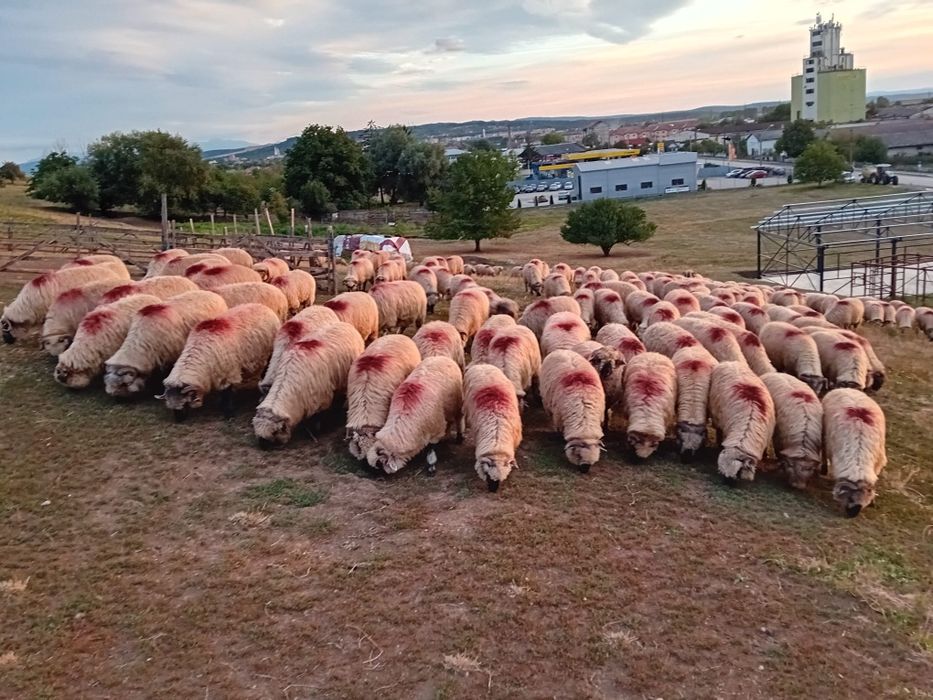 Oi bucali de vânzare