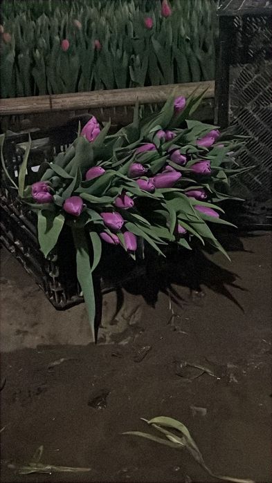 Тюльпаны оптом и розницу
