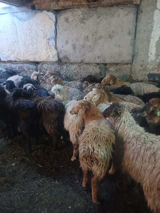 токтылар сатылады