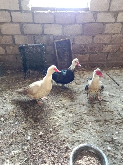 Продам индоутаков .