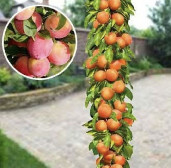 Pomi columnari orice soi anul 2/3/4 pe rod