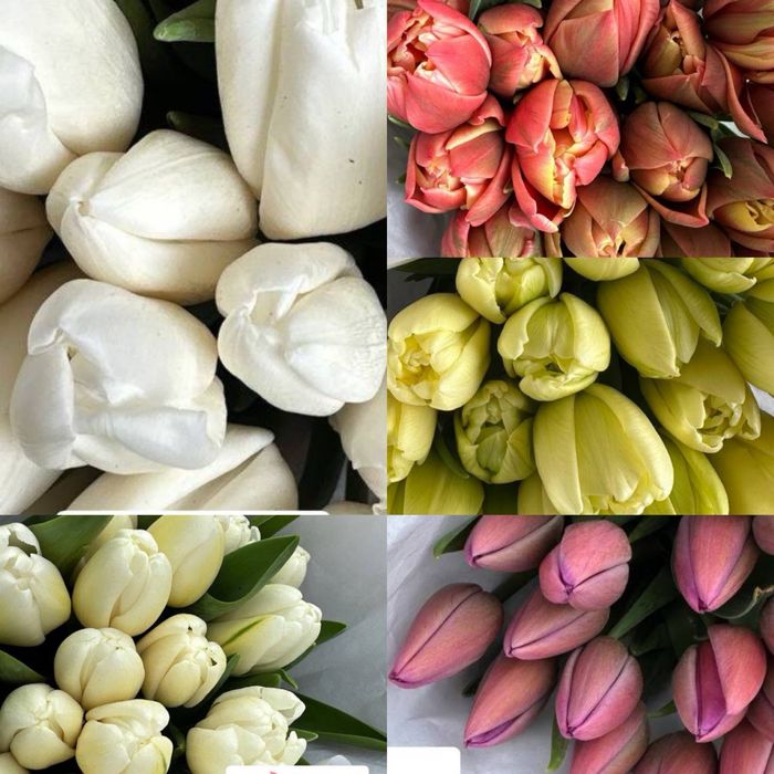 Тюльпаны Лолалар