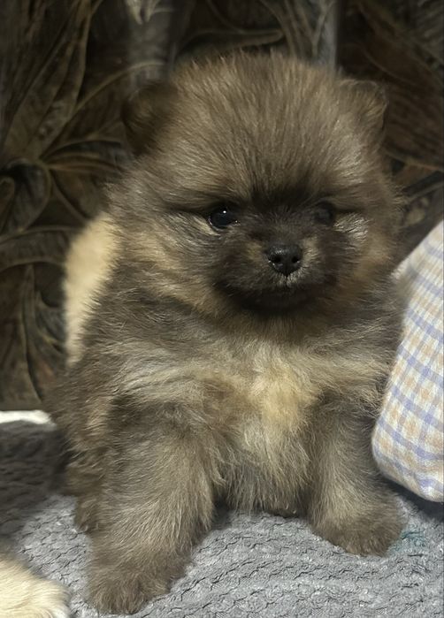 Продам щенков породы немецкий шпиц