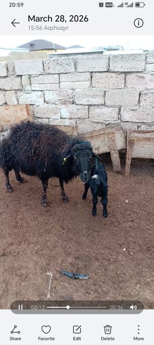 Қозылы қой сатылады