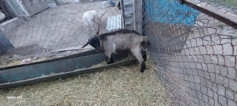 Продам гозла 4 месяцев