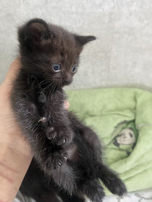 Отдам милых котят даром