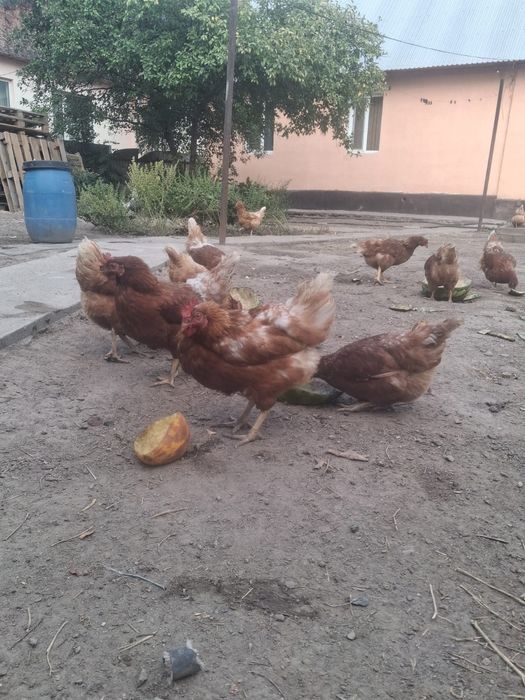 Курицы Ломан Браун