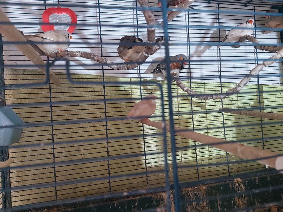 Vand zebre australiene