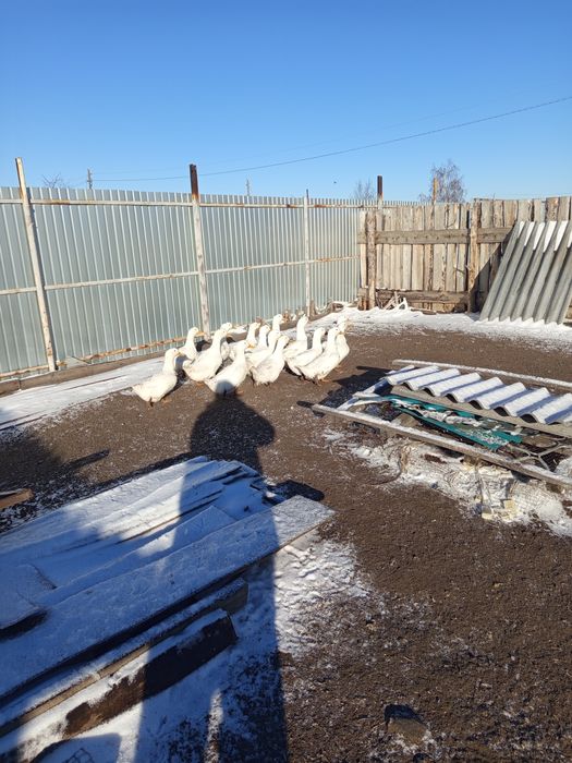 Продам мясо гуся тушками