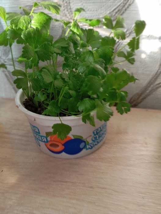 Рассада черешкового сельдерея