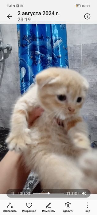 Веслоухий котенок