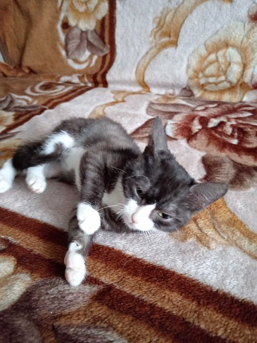 Котёнок мальчик ищет дом.