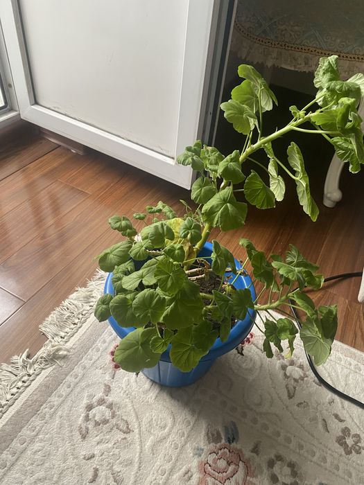 продам герань срочно