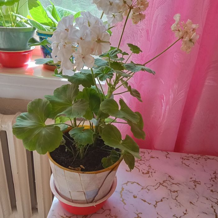 Продам белая герань