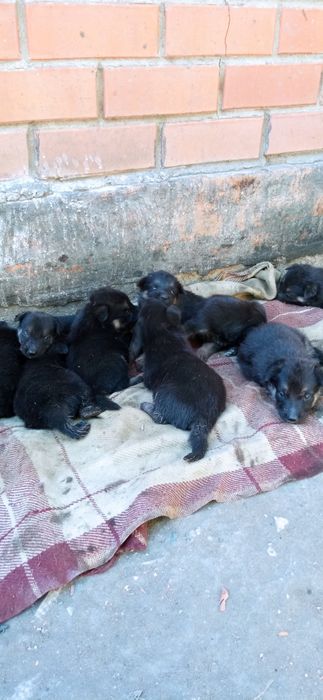 Продам щенков немецкой овчарки.