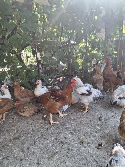 Motate olandeze, curcani negri cocosei rasa mixta  si cocosii italiana argintie vânzare..