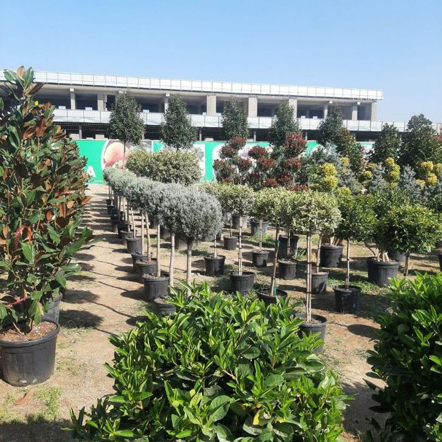 Archa gular Dekarativni