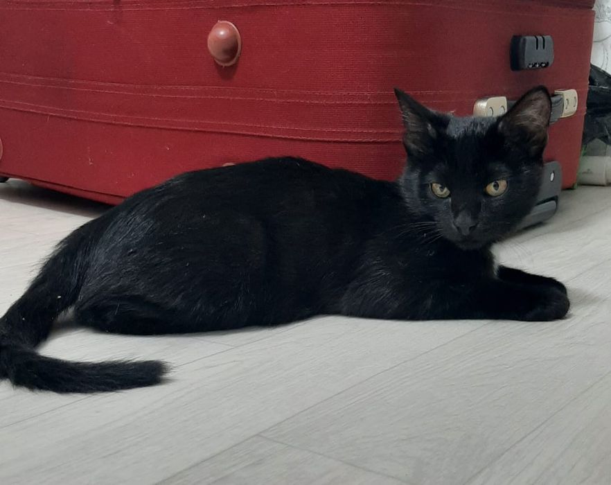 Отдам котёнка в добрые руки