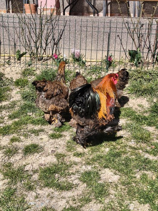 Ouă pentru incubat Brahma Potarnichiu