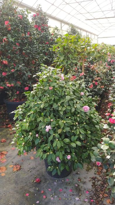 Plante cu flori (camelya japonya)