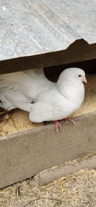 Голуби парами домашние